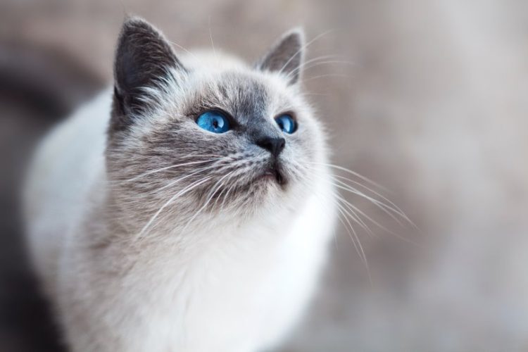 GATOS CON DOLOR CRÓNICO