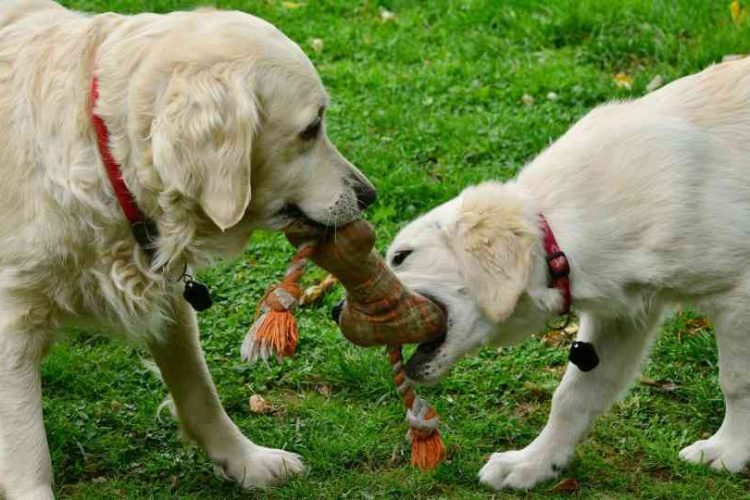 DOS PERROS CON UN JUGUETE
