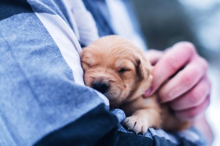 desparasitación perro