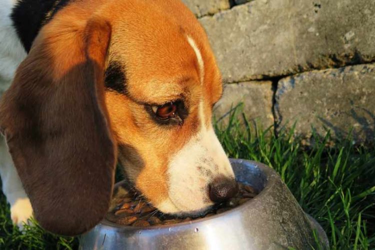 ETIQUETADO DE ALIMENTOS PARA MASCOTAS