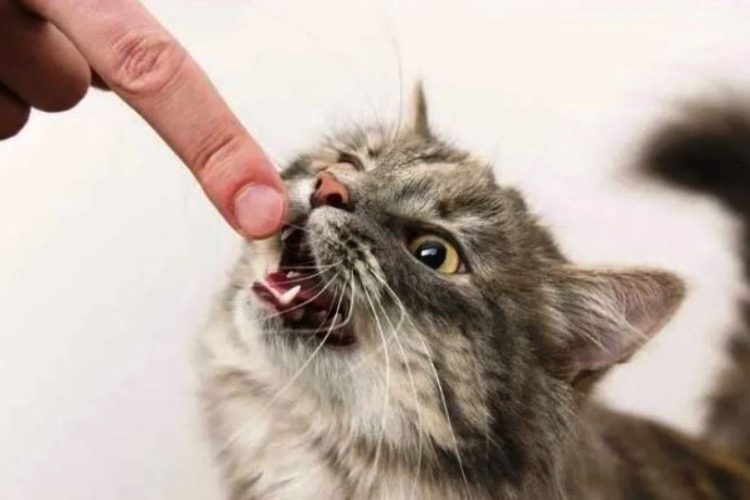 GATO CON RABIA MUERDE A HUMANO