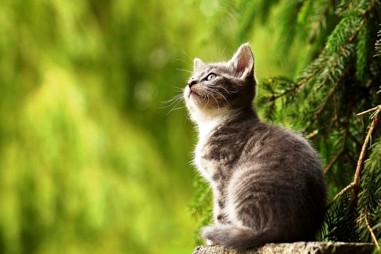 GATO GIARDIA