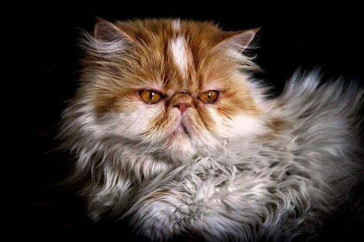 GATO PERSA