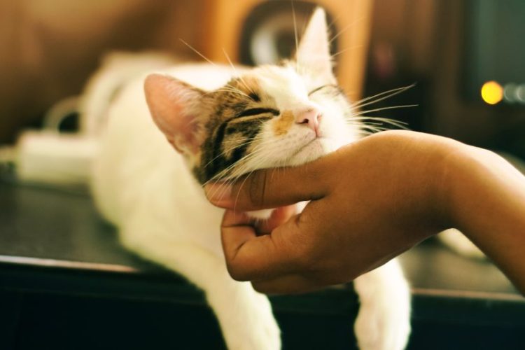 Gatos con niños con trastorno autista