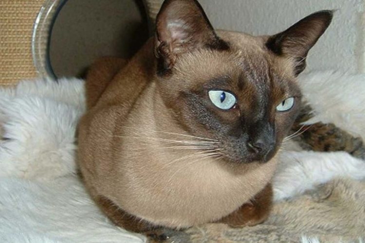 Gato tonkinés