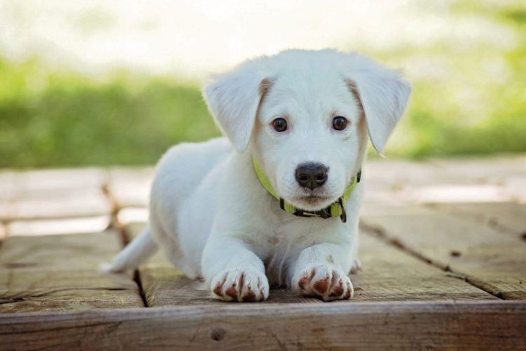 HEPATITIS EN PERROS