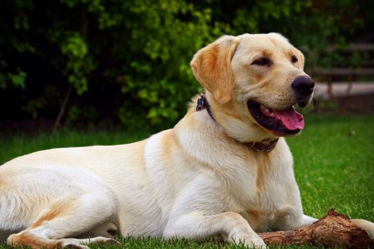 imagen de un perro Labrador retriever tumbado en el cesped