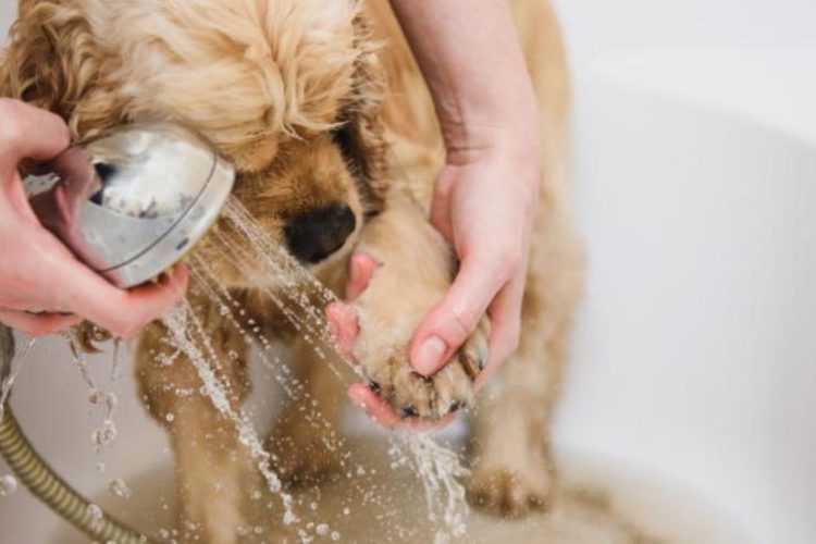 limpiar las patas de un perro