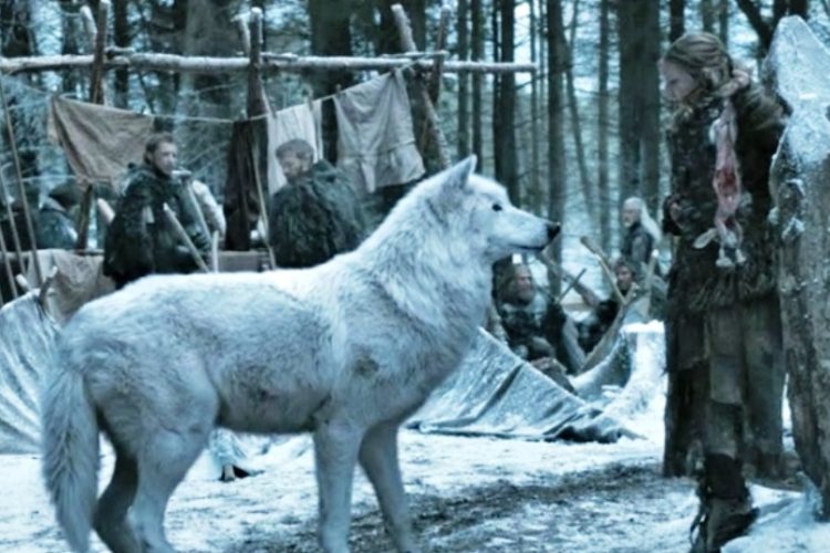 LOBO DE JUEGO DE TRONOS Fantasma que ha causado furor por algunas razas de perro entre los seguidores