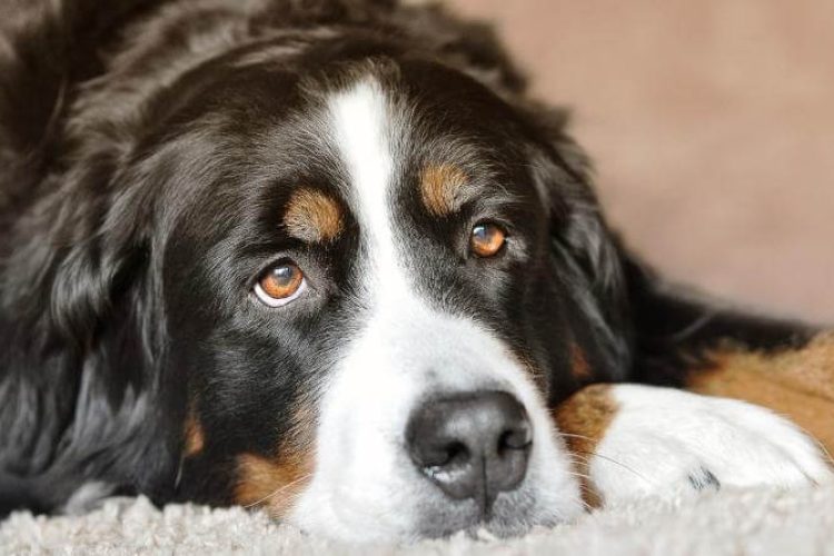 La orquitis en perros es un mal que se aprecia por los testículos inflamados