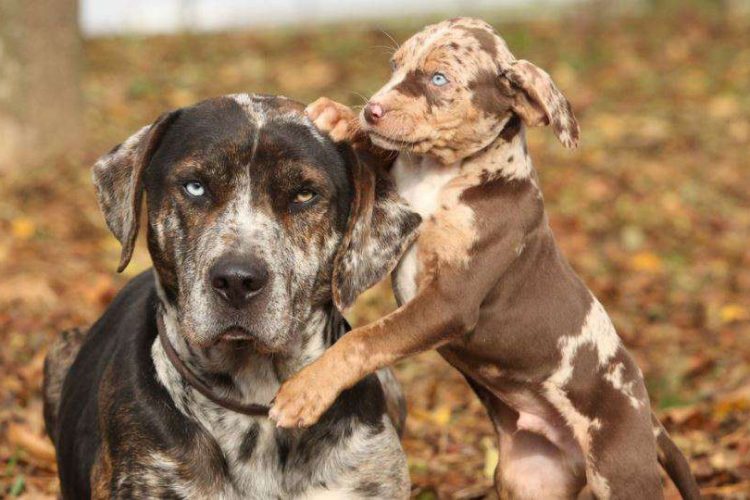 PERRO LEOPARDO DE CATAHOULA