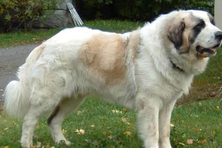 imagen de un perro mastin del pirineo
