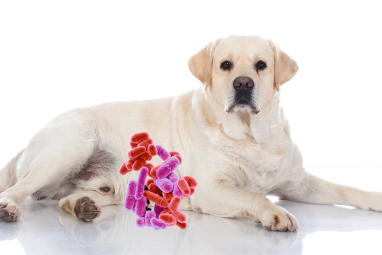 MICROBIOTA PERROS