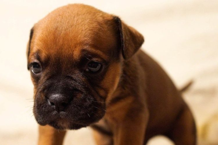 MIRADA TRISTE DE CACHORRO