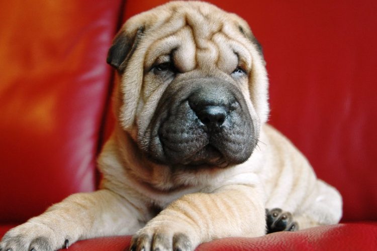 Fiebre del sharpei