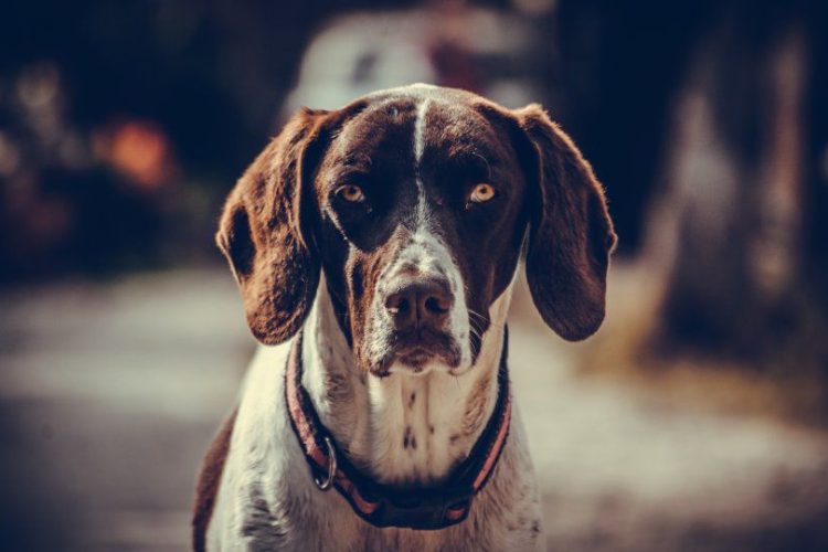 PODRÁN ENTERRARSE PERROS EN MADRID