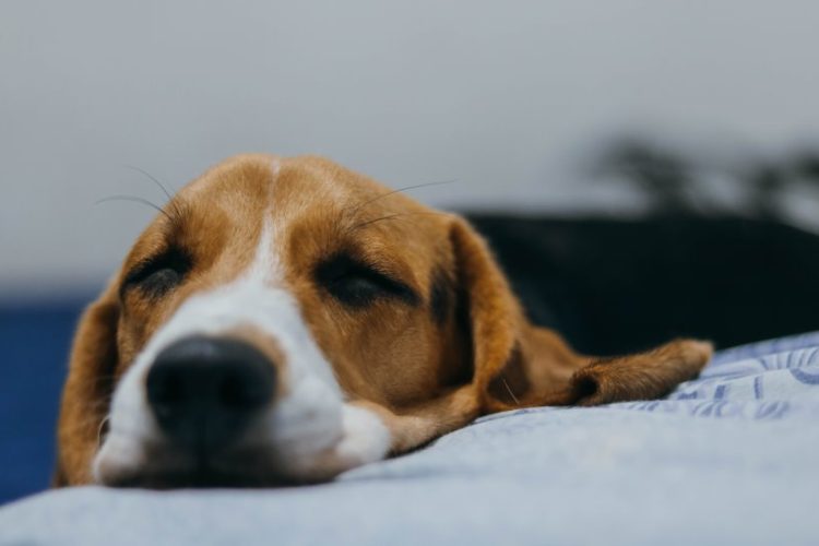 REFUERZO NEGATIVO EN PERROS