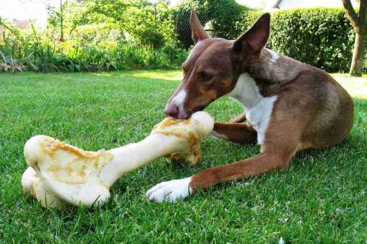 Perro con hueso