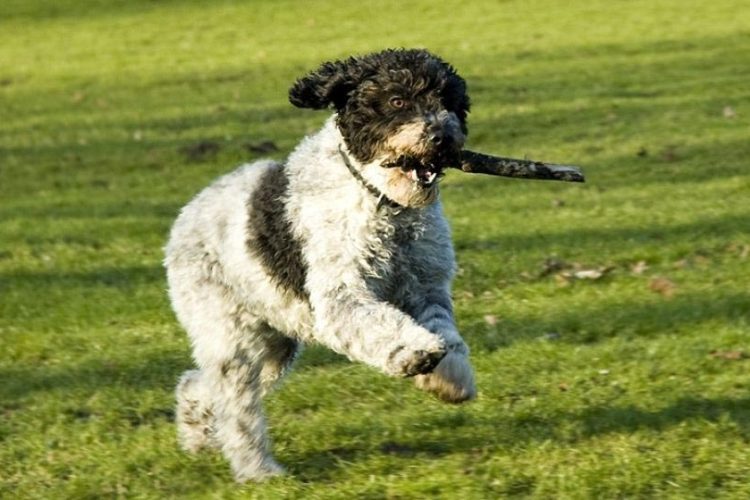 PERRO DE AGUA CORRIENDO
