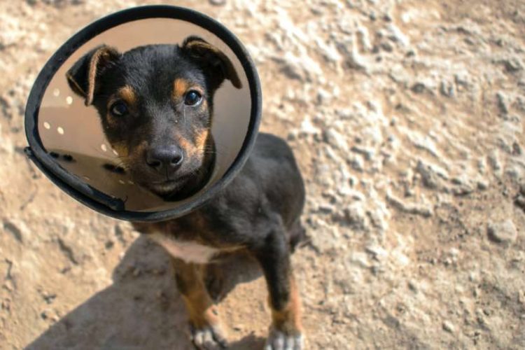 LOS PERROS NECESITAN CENTROS VETERINARIOS DE CALIDAD