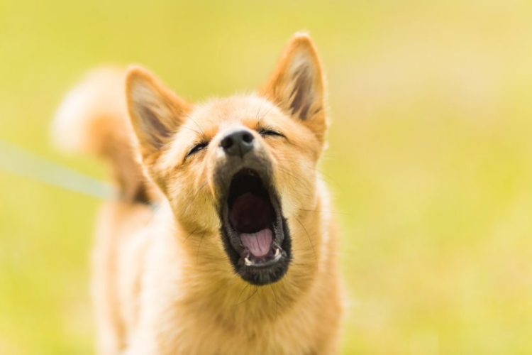PERRO LADRA