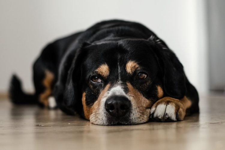 PERRO NO QUIERE TOMAR PÍLDORAS