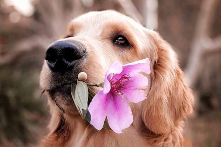 nombres para perros hembra