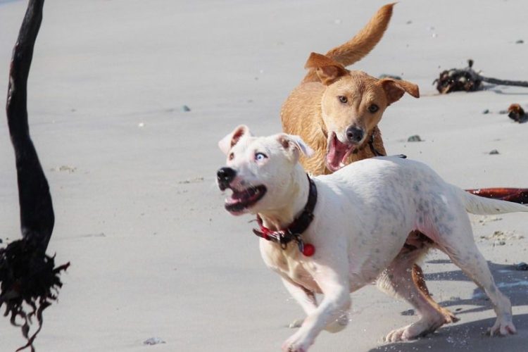 PERROS CON ANSIEDAD