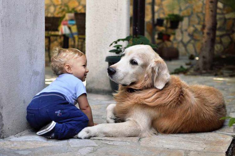 PERROS REDUCEN RIESGO DE PADECER ESQUIZOFRENIA