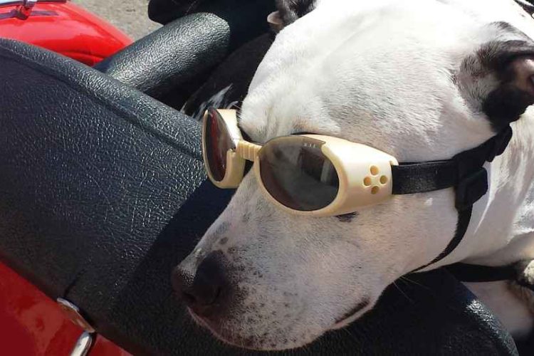 Ejemplo de gafas para perros