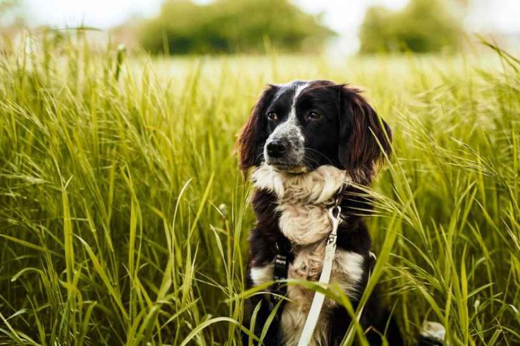 PRIMAVERA Y ALERGIAS EN PERROS