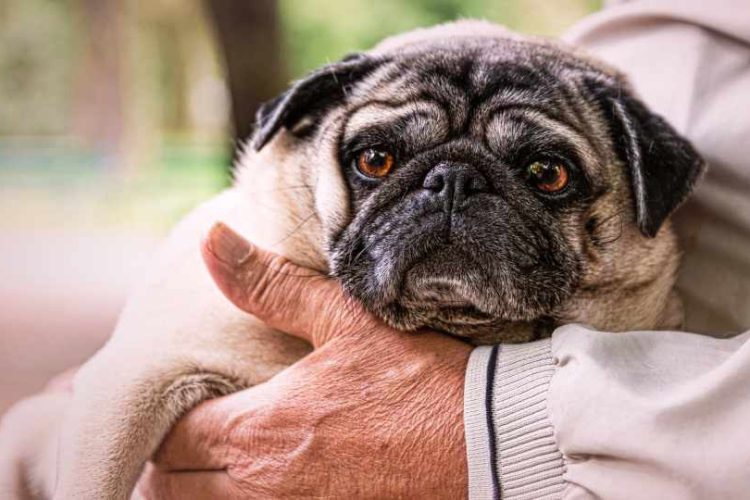 PUG ANCIANO