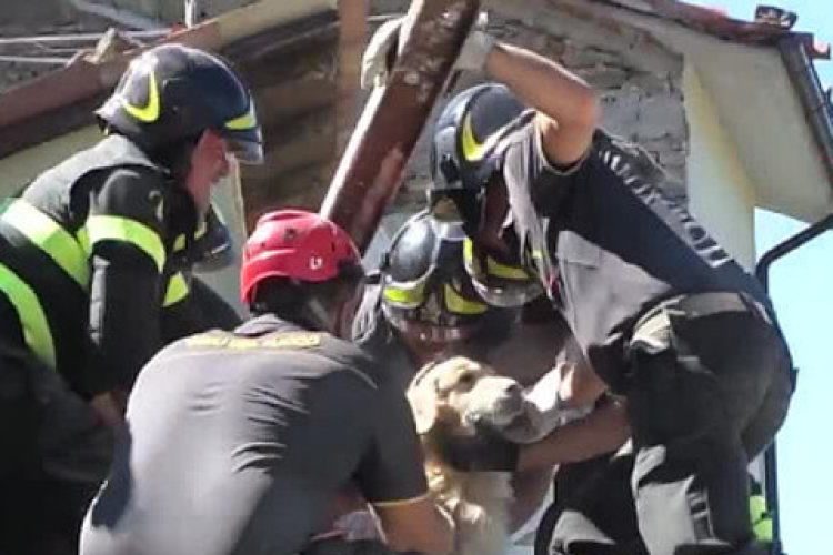 Romeo y Ulisse sobrevivieron a dos seísmos de fuerte magnitud en Italia.