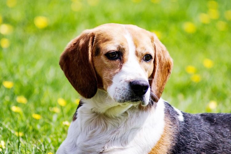 Por qué hay razas de perros que tienen las orejas caídas
