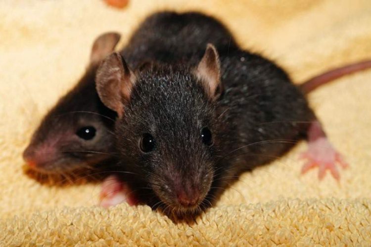 RATAS NEGRAS