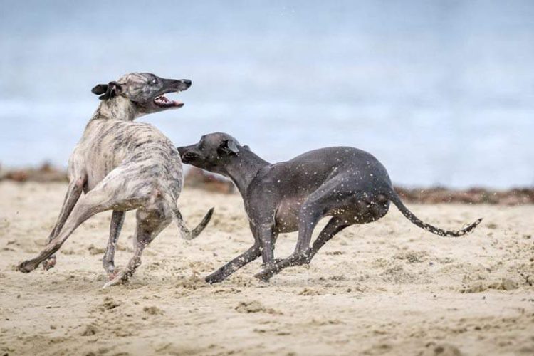 REGISTRO DE PERROS EN EUROPA