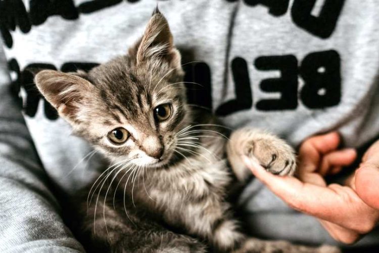 TENER GATO SEGÚN LA RELIGIÓN