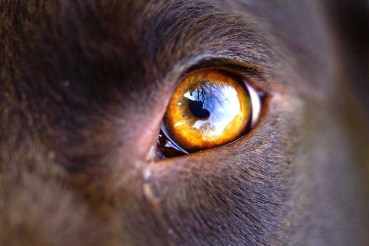OJO DE PERRO CON THELAZIA