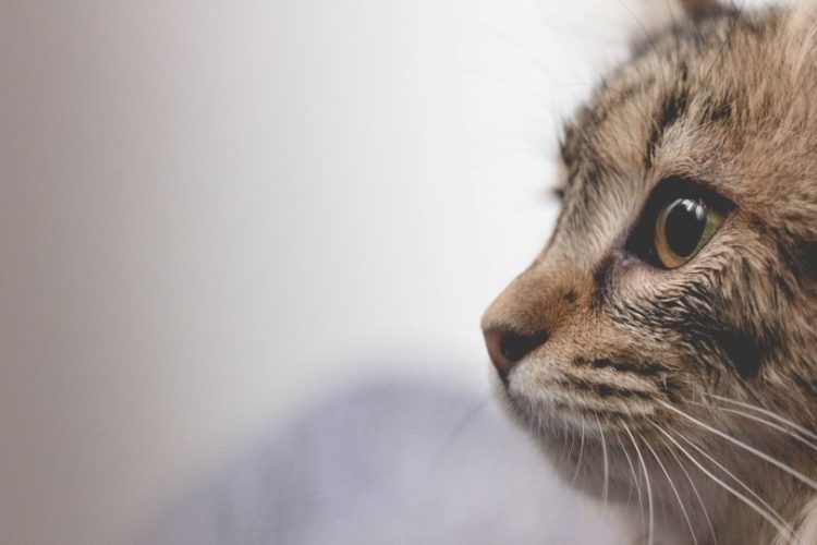 TIPOS DE TUMORES EN GATOS