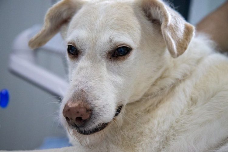 TORSIÓN DE ESTÓMAGO EN PERROS