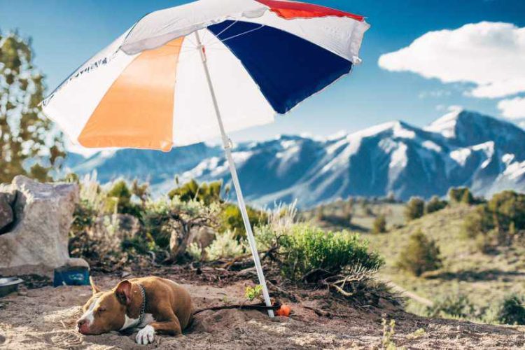 VIAJAR CON PERRO EN VERANO