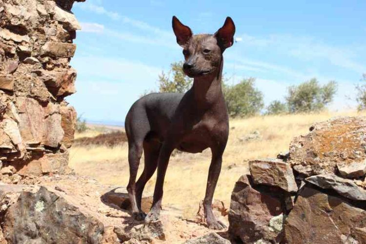VIRINGO