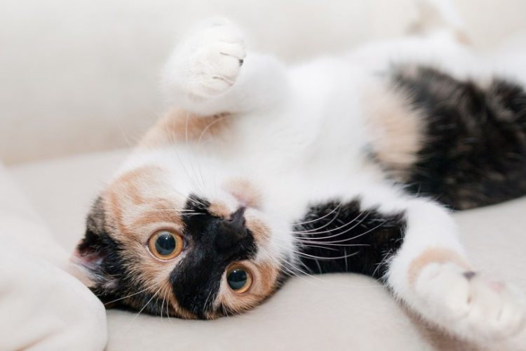 Accesorios para gatos