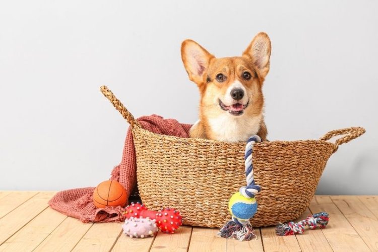 accesorios para perro
