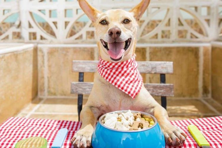 aceite de oliva para perros