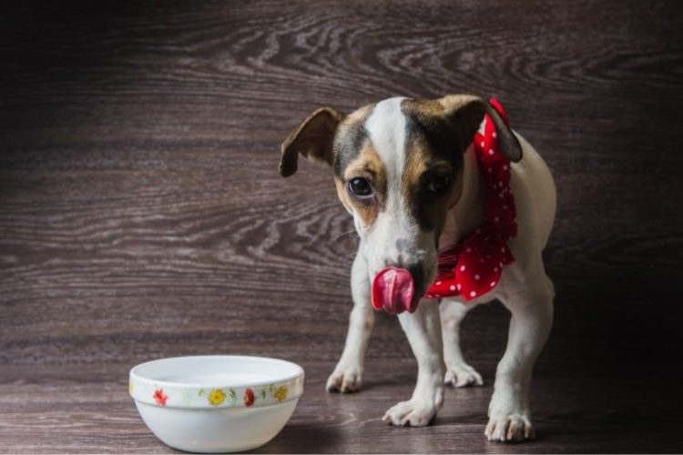 ácidos grasos esenciales en perros