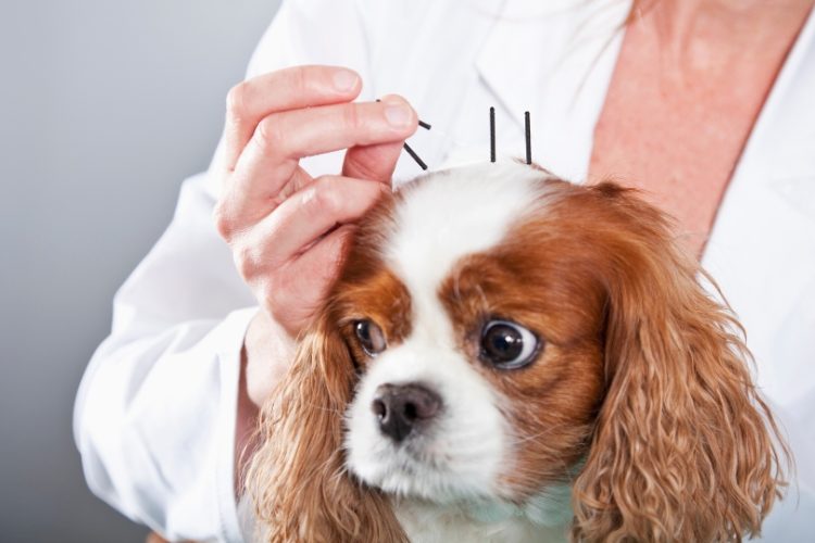 acupuntura en perros