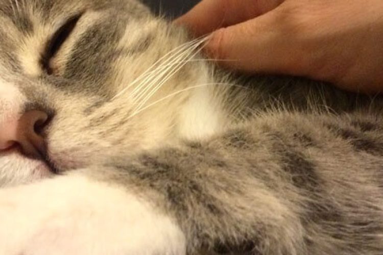 adopta-un-gato
