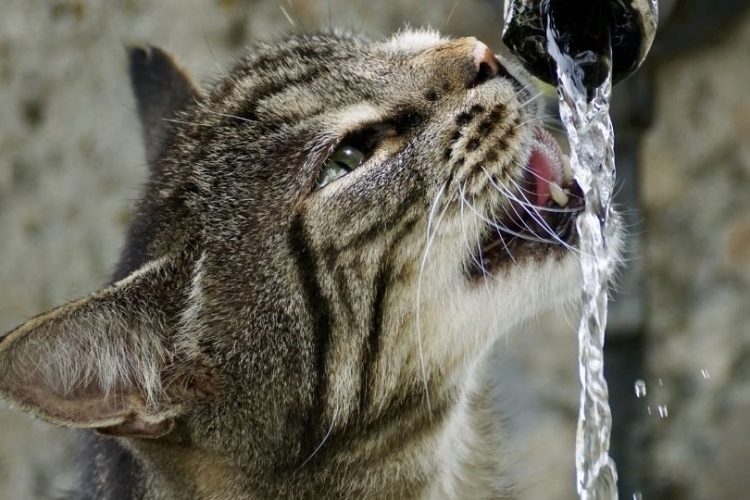 agua para gatos