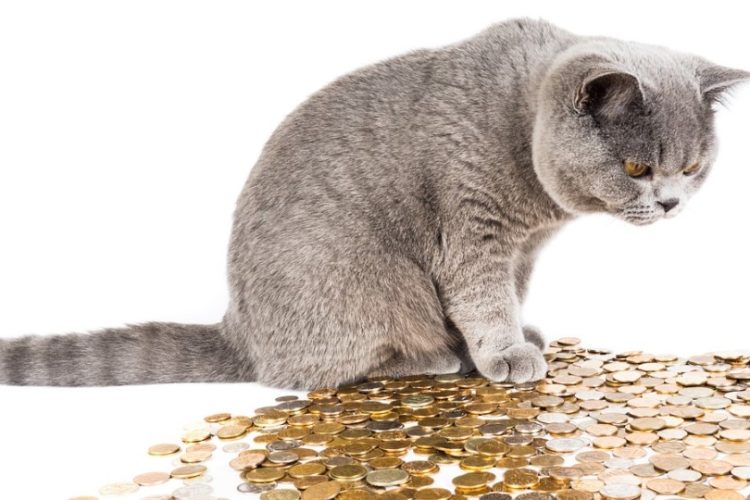 ahorrar en gastos de un gato